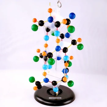 Модель вторичной структуры белка с возможностью поворота в виде палки Структура вторичного белка Биологическое обучающее экспериментальное оборудование