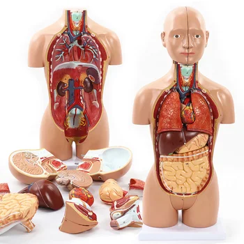 Модель человеческого туловища 52 см Модель человеческого тела Анатомическая кукла со съемными органами 3D модель человеческих органов Учебные принадлежности для занятий