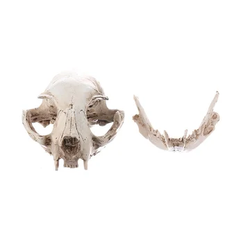Реалистичный кошачий череп, украшения в виде головы скелета из смолы, масштабная модель, 6,5 x 6,5 x 9 см