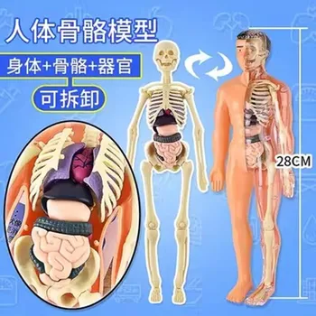 Съемная сборка модели человека, структура скелета, органы, 3d скелет, внутренняя медицинская анатомия, раннее образование, детские игрушки